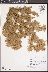 Abies procera image