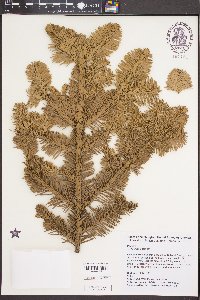 Abies procera image