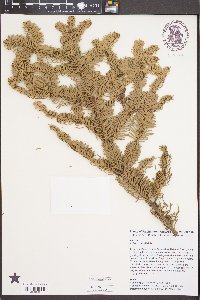 Abies procera image