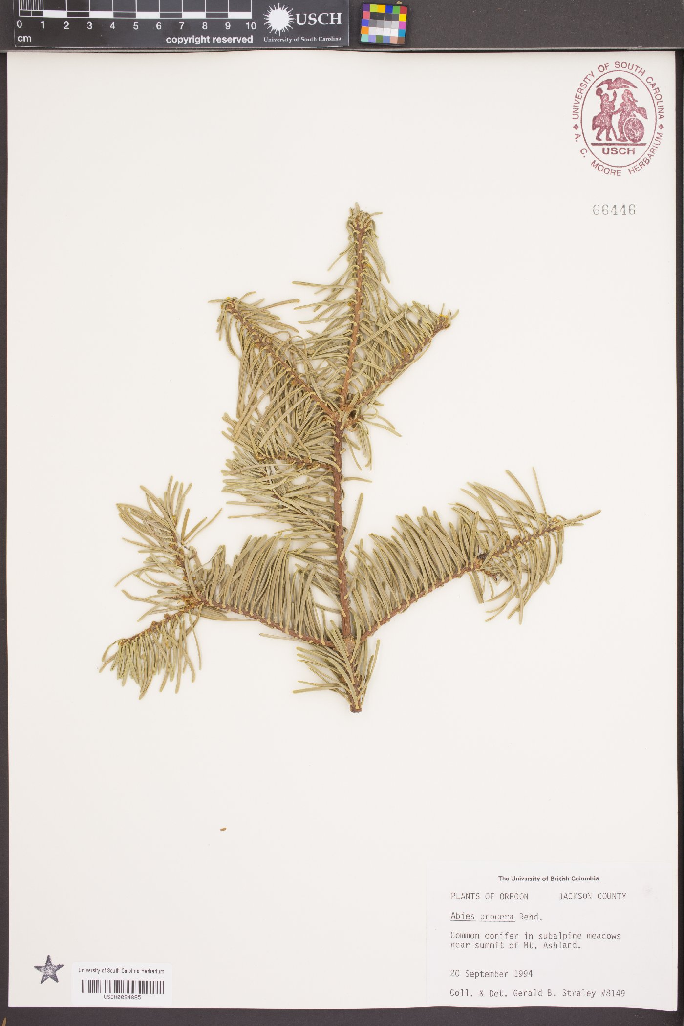 Abies procera image