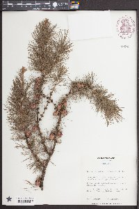 Larix laricina image