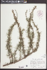 Larix laricina image