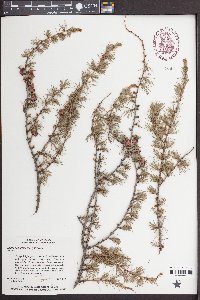 Larix laricina image