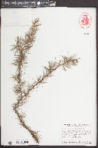 Larix laricina image