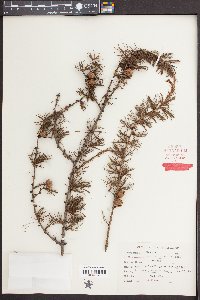 Larix laricina image