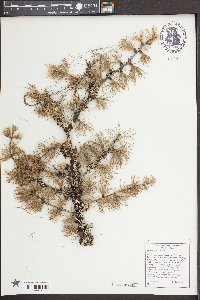 Larix occidentalis image