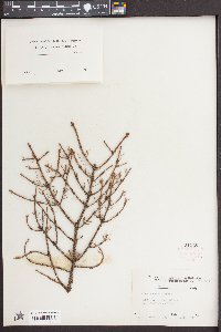 Picea rubens image