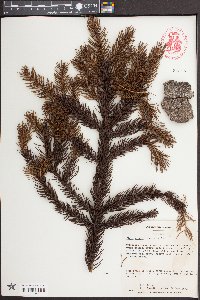 Picea glauca image