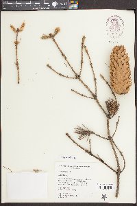 Picea pungens image