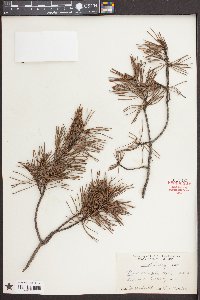 Pinus echinata image