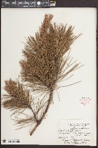 Pinus echinata image