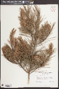 Pinus echinata image