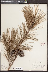 Pinus echinata image