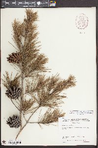 Pinus echinata image