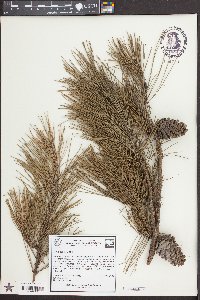 Pinus echinata image