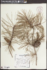 Pinus echinata image