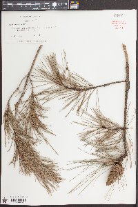 Pinus echinata image