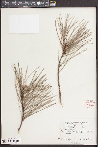 Pinus echinata image