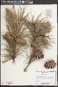 Pinus echinata image