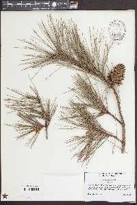 Pinus echinata image