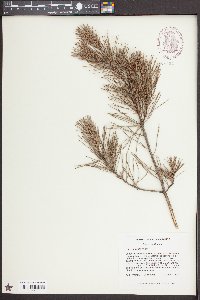 Pinus echinata image