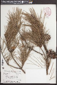 Pinus echinata image