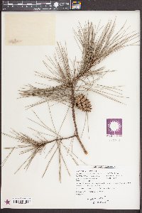 Pinus echinata image