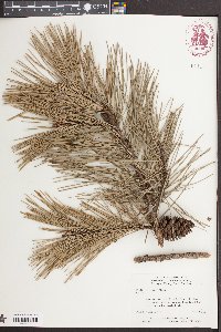 Pinus echinata image