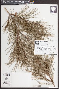 Pinus glabra image
