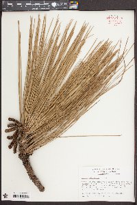 Pinus palustris image