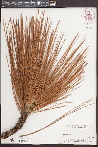 Pinus palustris image