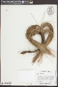 Pinus palustris image