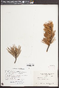 Pinus pungens image