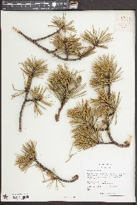 Pinus pungens image