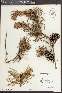 Pinus pungens image