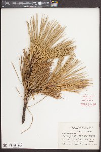 Pinus rigida image