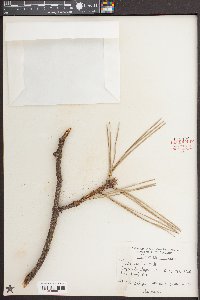 Pinus rigida image