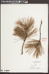 Pinus rigida image