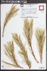 Pinus serotina image