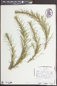 Pinus serotina image