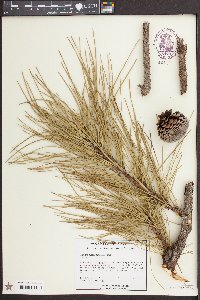 Pinus serotina image