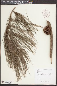 Pinus serotina image