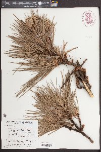 Pinus taeda image