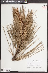 Pinus taeda image