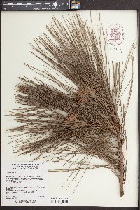 Pinus taeda image