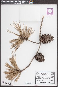 Pinus taeda image