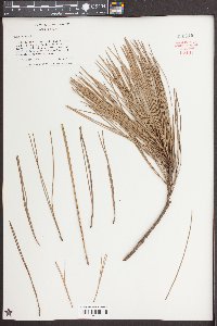 Pinus taeda image