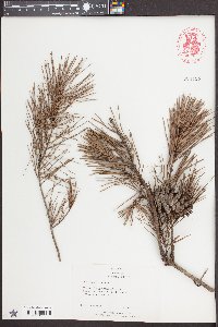 Pinus glabra image