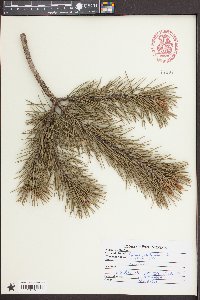 Pinus sylvestris image