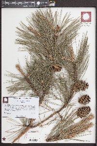 Pinus echinata image